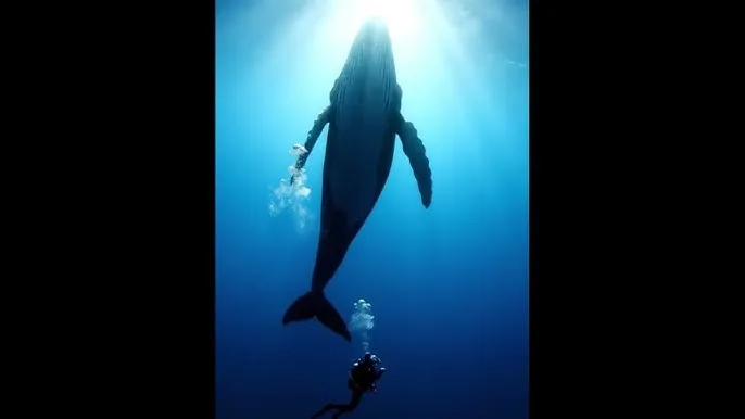 斗破苍穹第五季 - 深蓝星球：探索海洋深处的未知世界